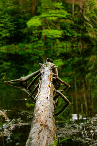 Close-up of lizard on wooden post in forest
