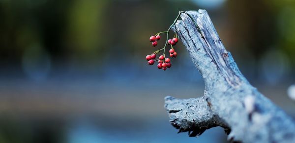Close-up of berries on plant during winter