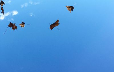 Low angle view of birds flying against blue sky