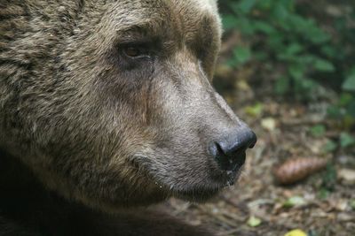 Close-up of a dog looking away