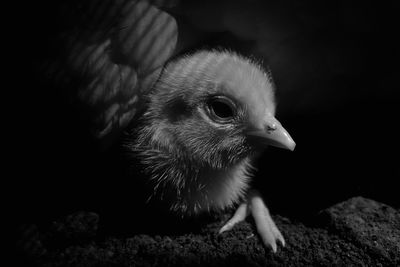 Close-up of bird against black background