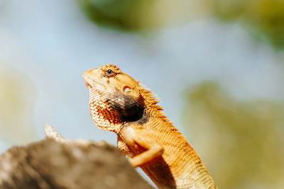 Close-up of a lizard