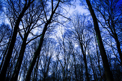 Low angle view of bamboo trees in forest