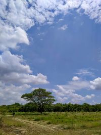 Trees on field against sky