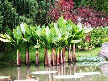 Close up of flowers in pond