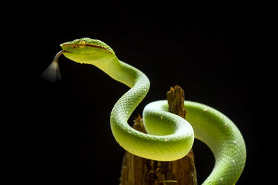 Close-up of green lizard against black background