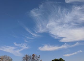 Low angle view of trees against blue sky