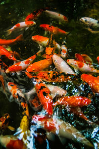 View of koi carps swimming in sea