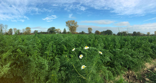 Scenic view of grassy field against sky