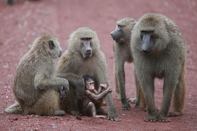 A group of olive baboons