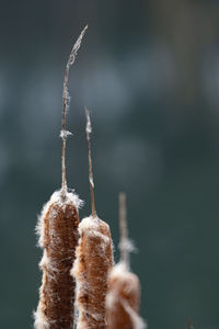 Close-up of chain hanging on plant