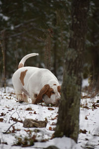 White dog on land