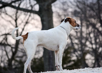 Dog standing on field during winter