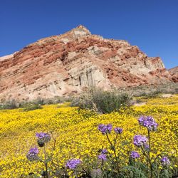 Scenic view of landscape against clear blue sky