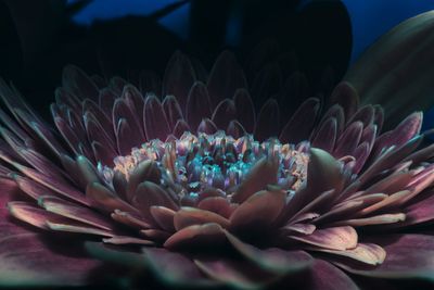 Close-up of purple flowering plant