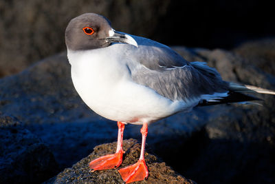 The swallow-tailed gull in galapagos