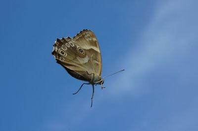 Low angle view of butterfly on blue sky