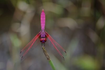 Close-up of insect on pink flower