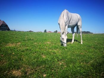 Horse grazing in field