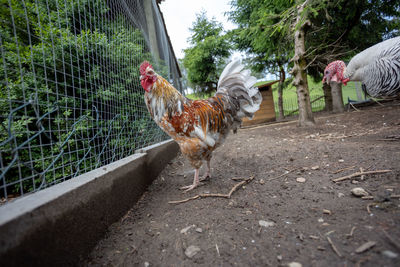 Birds in a farm