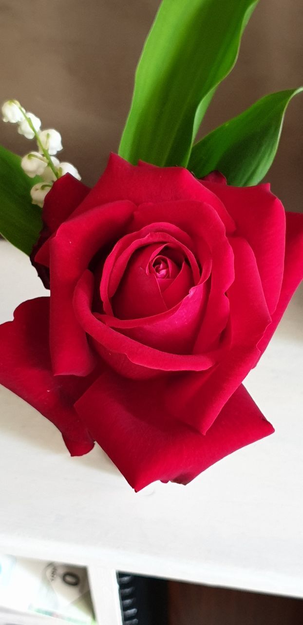 CLOSE-UP OF RED ROSE ON PLANT