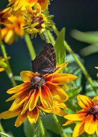 Close-up of butterfly pollinating on yellow flower