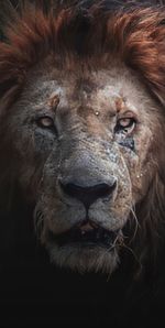 Close-up of lioness