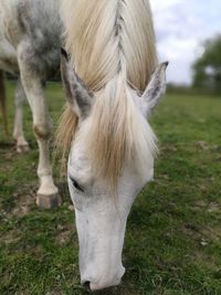 Close-up of horse grazing on grass