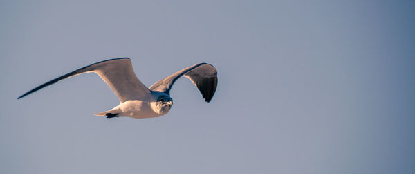 Low angle view of bird flying against clear sky