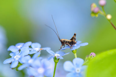 Close-up of tiny grasshopper pollinating on forget-me-not flower