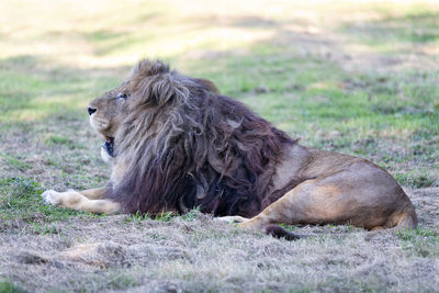 Lion resting in the shade.