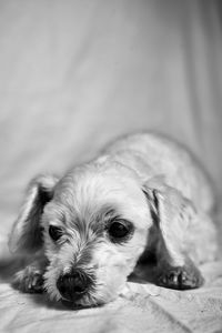 Close-up portrait of dog relaxing at home