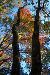 Low angle view of trees against sky