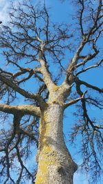 Low angle view of tree against blue sky