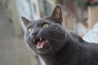Close-up of a grey cat