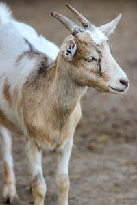 Close-up of goat standing on a field