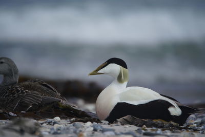 Birds on rock