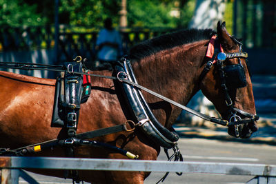 Horse cart