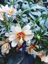 Close-up of white flowering plants