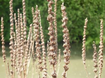 Close-up of plants against blurred background