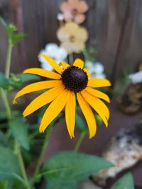 Close-up of yellow daisy flower