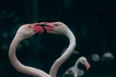 Close-up of bird