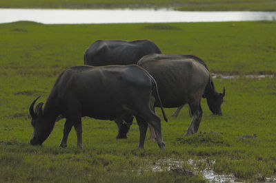 Water buffaloes 