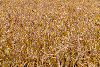 Full frame shot of wheat field