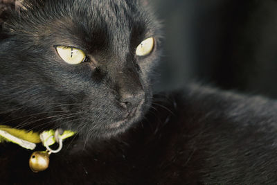 Close-up of black cat