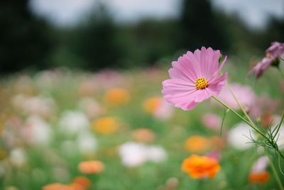 Close-up of pink flowering plants on field