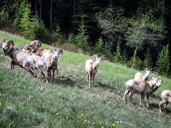 Horses in a field