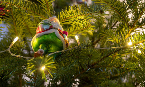 Christmas tree on plant