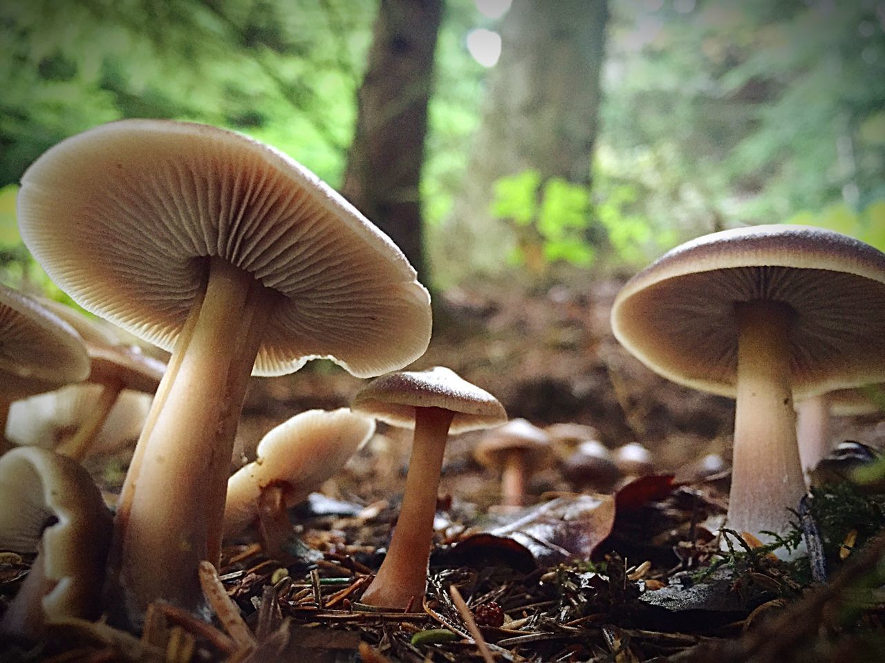 mushroom, fungus, toadstool, forest, close-up, growth, nature, edible mushroom, focus on foreground, outdoors, tree, no people, field, beauty in nature, day, uncultivated, tranquility, natural pattern, growing, plant