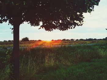 Scenic view of grassy field against sky at sunset